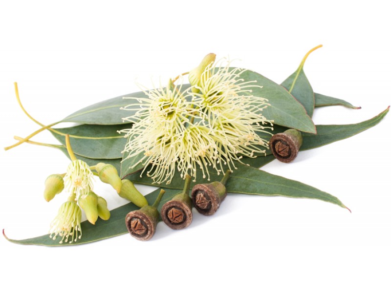 Eucalyptus Smithii: