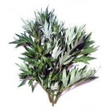 Mugwort: Artemisia arborescens L.