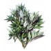 Mugwort: Artemisia arborescens L.