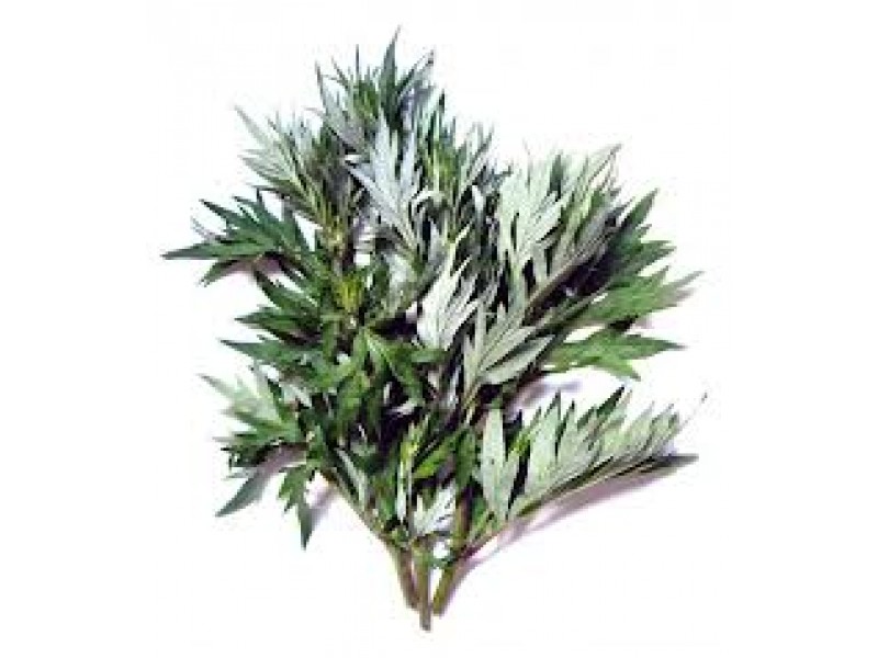 Mugwort: Artemisia arborescens L.