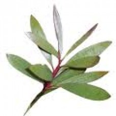 Nerolina Essential Oil (Melaleuca quinquinervia)