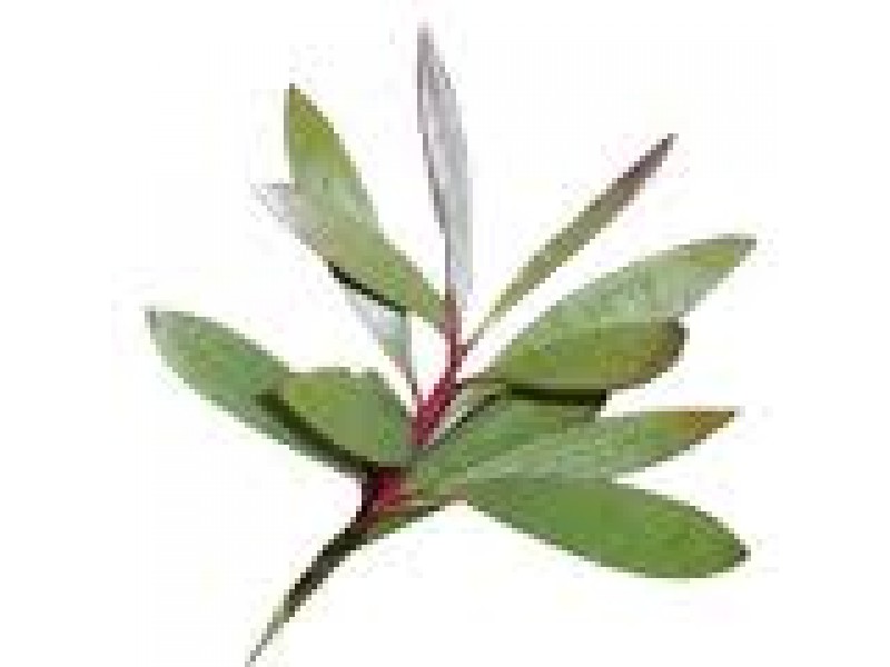 Nerolina Essential Oil (Melaleuca quinquinervia)