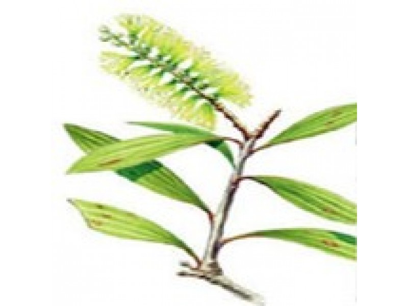 Niaouli, Melaleuca quinquenervia (Cav) cineolifera