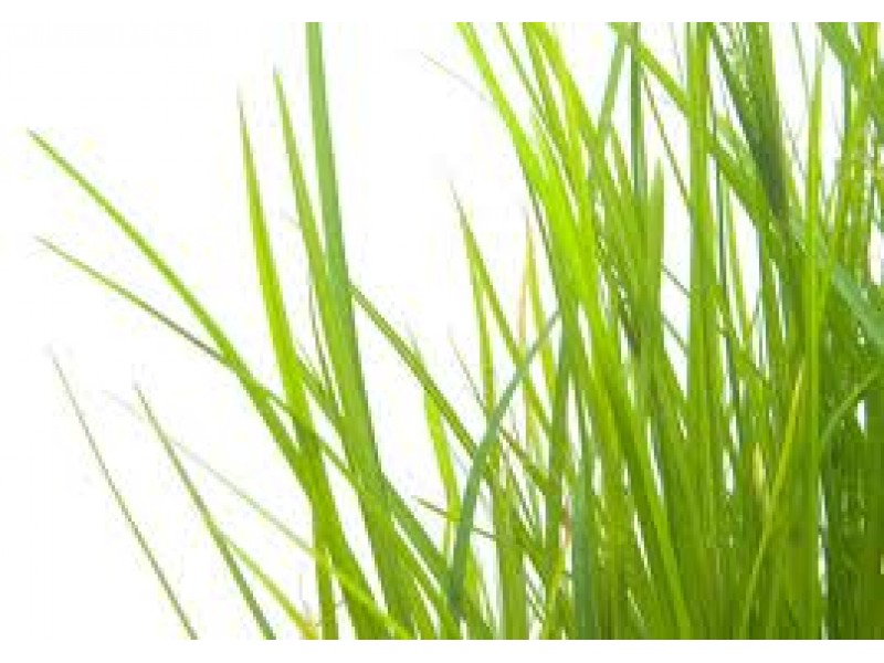 Palmarosa: Cymbopogon martinii Stapf.