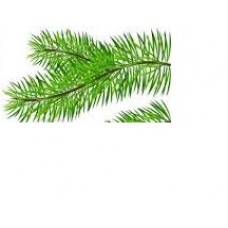 Pine, General or Scots: Pinus sylvestris L.