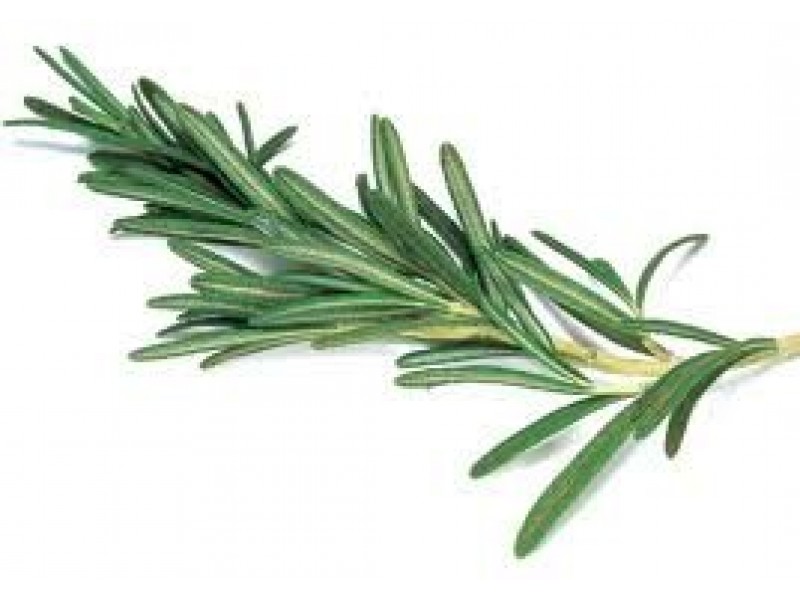 Rosemary, Cineole and Provence Pyramid Rosemary Rosmarinus officinalis L.