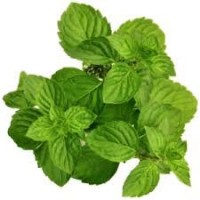 Nana Mint or Moroccan Mint: Mentha viridis L.