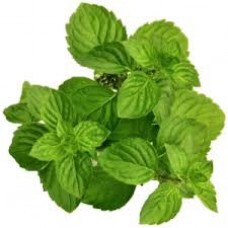 Nana Mint or Moroccan Mint: Mentha viridis L.