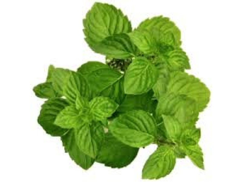 Nana Mint or Moroccan Mint: Mentha viridis L.