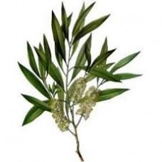 Tea Tree: Melaleuca alternifolia Maiden