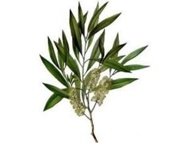 Tea Tree: Melaleuca alternifolia Maiden