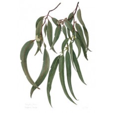 Eucalyptus Blue Gum Essential Oil (Eucalyptus globulus)