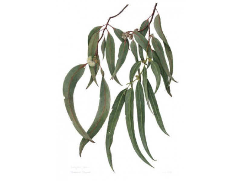 Eucalyptus Blue Gum Essential Oil (Eucalyptus globulus)