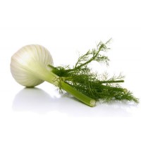 Fennel, Mild Garden, Foeniculum vulgare var.dulce