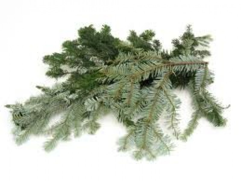 Fir, White, Abies alba