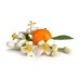 Neroli - (Bitter Orange Blossom) Citrus bigaradia Risso, C. aurantium L. ssp amara