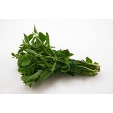 Oregano, Green Essential Oil (Origanum valgare v.hirtcum)