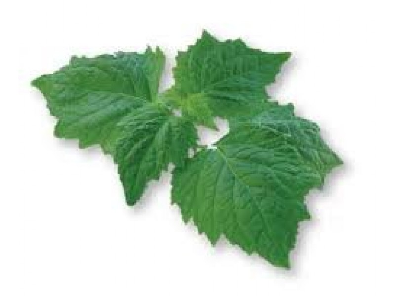 Patchouli: Pogostemon patchouli Pell.,