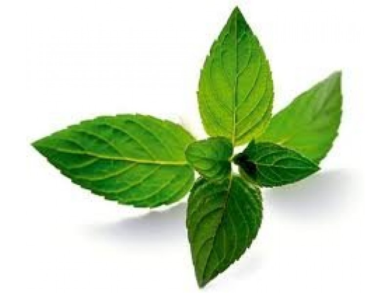 Peppermint: Mentha piperita L.