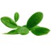 Ravensara Organic Essential Oil (Ravensara aromatica)