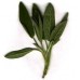 Sage, Common: Salvia officinalis L.