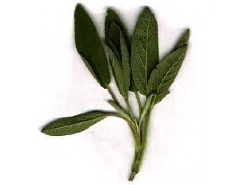 Sage, Common: Salvia officinalis L.