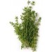 Thyme, Mild Spanish Eucalyptole Thymus membranaceus (1-8 cineole)