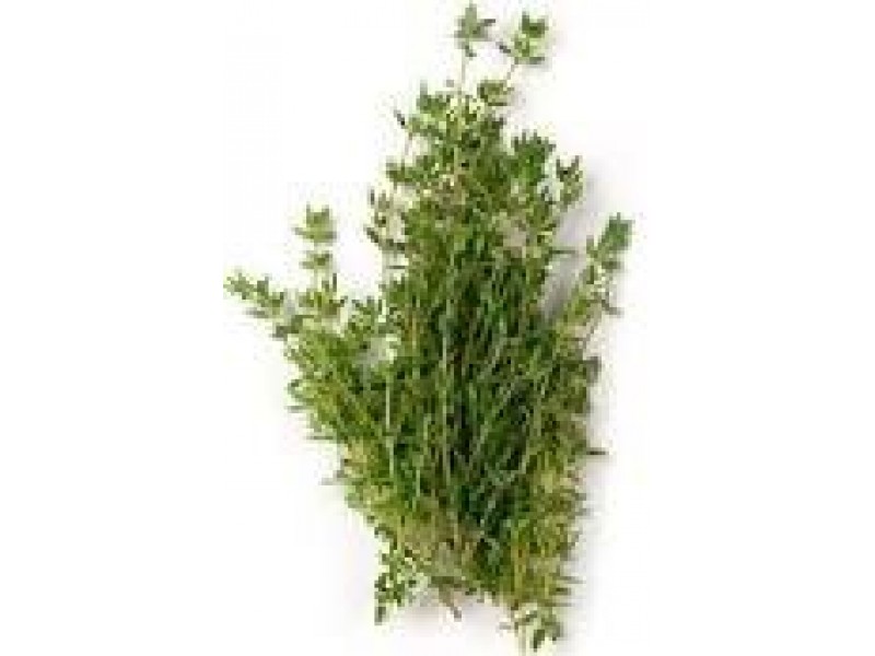 Thyme, Mild Spanish Eucalyptole Thymus membranaceus (1-8 cineole)