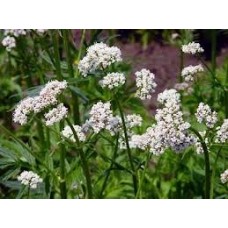 Valerian: Valeriana officinalis