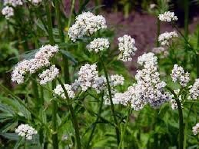 Valerian: Valeriana officinalis