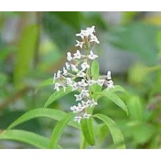 Verbena or Lemon Stalk: Lippia citriodora H.B.