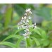 Verbena or Lemon Stalk: Lippia citriodora H.B.