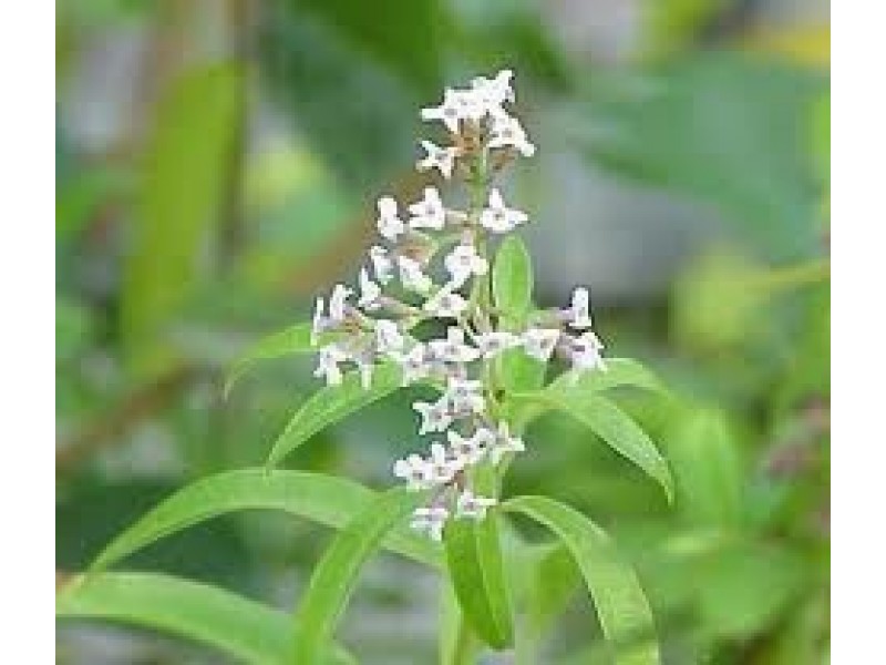 Verbena or Lemon Stalk: Lippia citriodora H.B.