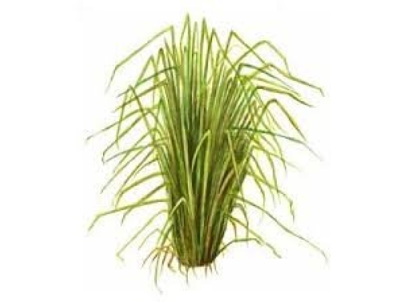 Vetiver: Vetiveria zizaniodes Stapf