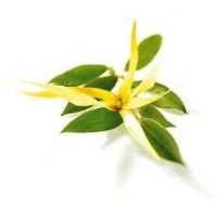 Ylang Ylang, E. Superior Essential Oil (Cananga odorata)