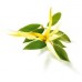 Ylang Ylang Extra Essential Oil 10ml