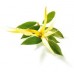 Ylang Ylang, E. Superior Essential Oil (Cananga odorata)