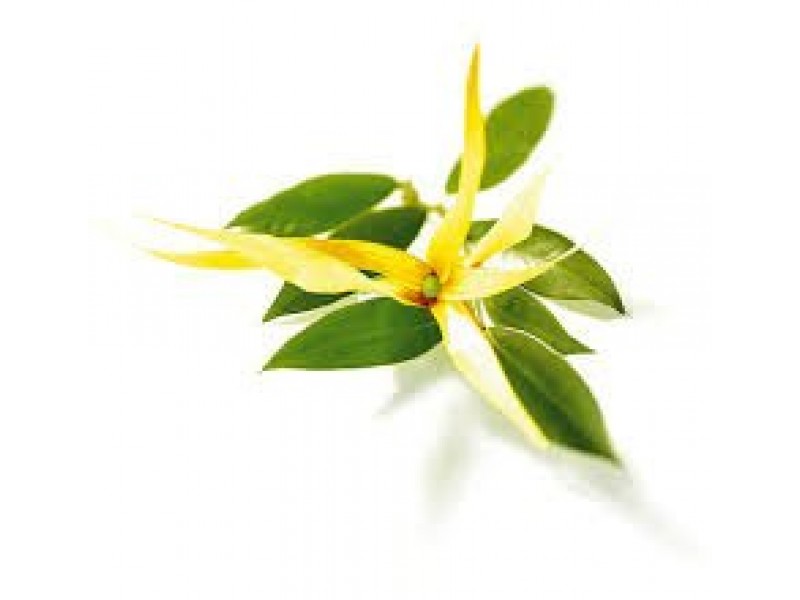 Ylang-Ylang "Extra": Cananga odorata Lamarck