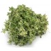 Thyme, Strong Provence Thymus vulgaris L. (Thymol)