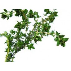 Thyme, Mild Provence Thymus vulgaris L. (Geraniol)