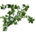 Thyme, Mild Provence Thymus vulgaris L. (Geraniol)