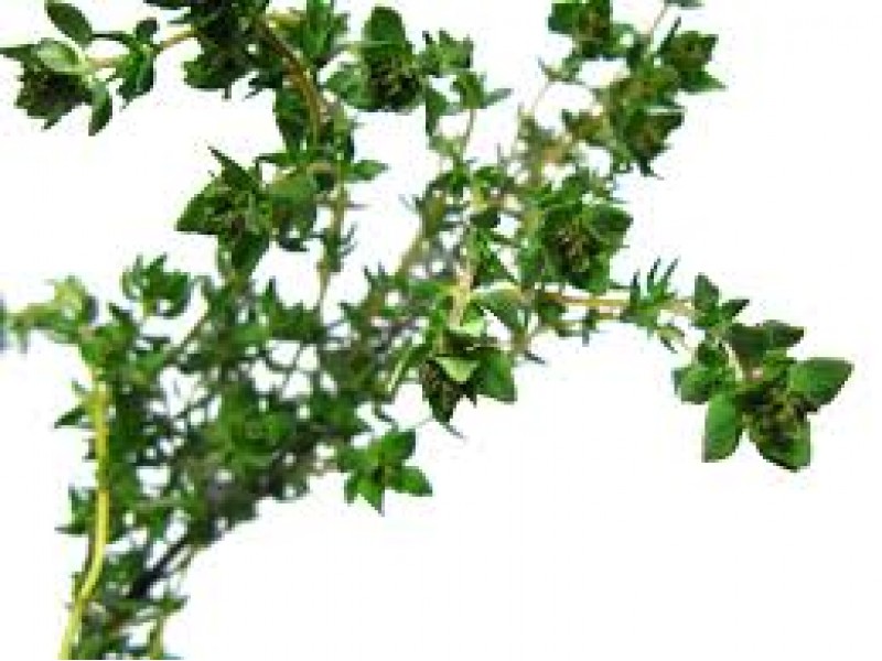 Thyme, Mild Provence Thymus vulgaris L. (Geraniol)