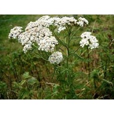 Yarrow Essential Oil ( Achillea millefolium)