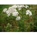 Yarrow Essential Oil ( Achillea millefolium)