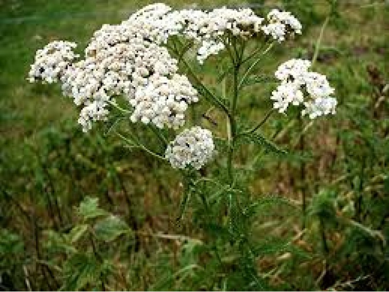 Yarrow Essential Oil ( Achillea millefolium)