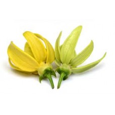 Ylang -Ylang "Complete": Cananga odorata genuina Lamrck