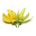 Ylang -Ylang "Complete": Cananga odorata genuina Lamrck