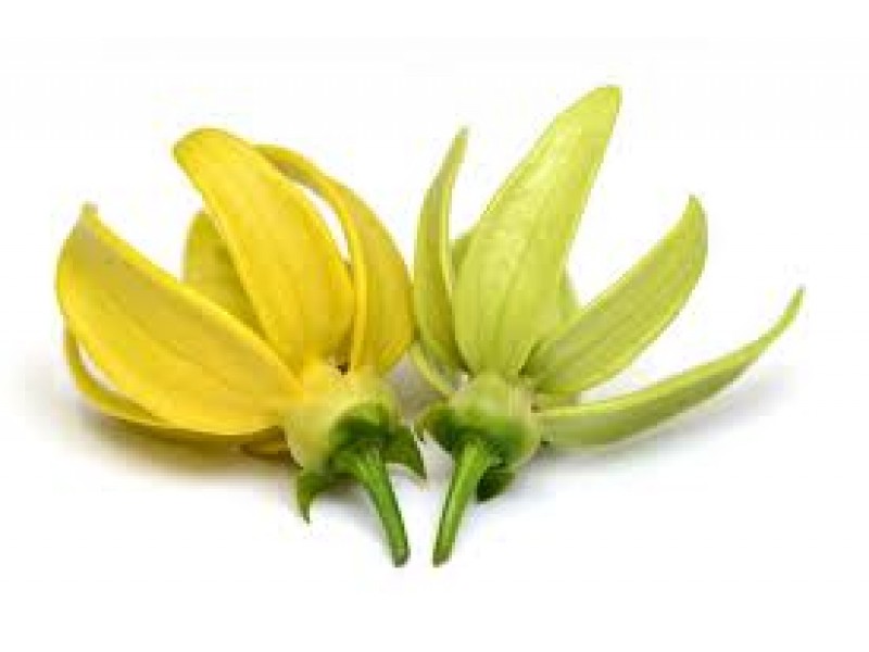 Ylang -Ylang "Complete": Cananga odorata genuina Lamrck