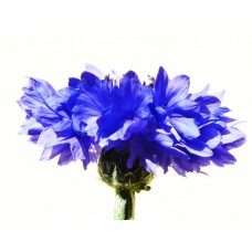 Cornflower Hydrolat, Organic