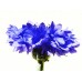 Cornflower Hydrolat, Organic